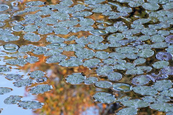 Abstract;Abstractions;Patterns;Shapes;Textures;Plants;Botanical;Leaf;Leaves;Vegetation;Foliage;Veins;Compound;Leaflet;Water;Lake;Pond;Body of Water;Wet;Cool;Deep;Clear;Pool;Reservoir;Pool of Water;Reflections;Oneness