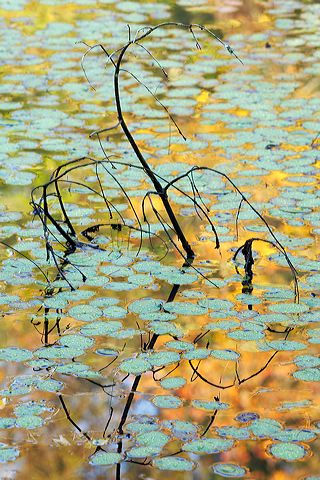 Abstract;Abstractions;Patterns;Shapes;Textures;Plants;Botanical;Leaf;Leaves;Vegetation;Foliage;Veins;Compound;Leaflet;Water;Lake;Pond;Body of Water;Wet;Cool;Deep;Clear;Pool;Reservoir;Pool of Water;Reflections;Oneness