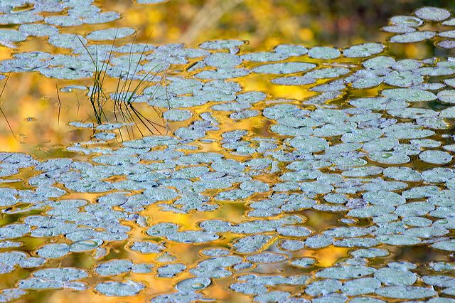 Abstract;Abstractions;Patterns;Shapes;Textures;Plants;Botanical;Leaf;Leaves;Vegetation;Foliage;Veins;Compound;Leaflet;Water;Lake;Pond;Body of Water;Wet;Cool;Deep;Clear;Pool;Reservoir;Pool of Water;Reflections;Oneness
