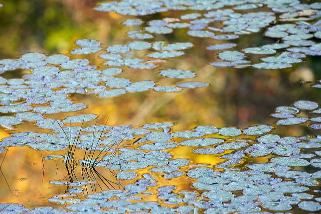 Abstract;Abstractions;Patterns;Shapes;Textures;Plants;Botanical;Leaf;Leaves;Vegetation;Foliage;Veins;Compound;Leaflet;Water;Lake;Pond;Body of Water;Wet;Cool;Deep;Clear;Pool;Reservoir;Pool of Water;Reflections;Oneness