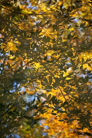 Abstract;Abstractions;Patterns;Shapes;Textures;Pool of Water;Reflections;Water;Oneness;Stream;Creek;Brook;Rivulet;Flow;Flowing;Wet;Tributary;Cascade;Gush;Streamlet;Torrent;Pouring;White Water;Rapids;Bubbling;River;Plants;Foliage;Vegetation;Botanicals;Botany;Herbaceous;Herb;Greenery;Flora;Herbage