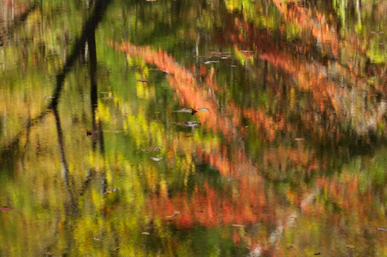 Abstract;Abstractions;Autumn;Brook;Chatsworth;Chattahoochee National Forest;Creek;Fall;Foliage;Geological;Geology;Georgia;Holly Creek;Holly Creek Preserve;Leaf;Leafy;Leaves;Patterns;Reflection;Reflections;Shapes;Stone;Stones;Stream;Streamlet;Striation;Textures