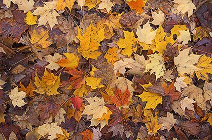  Abstract,;Fall,;Leaves,;Season;Pattern;Yellow;Pattern;Mosaic