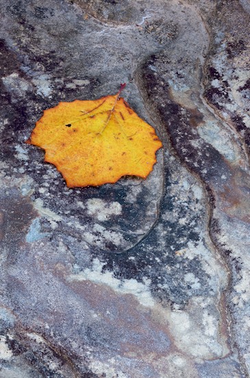 Abstract;Abstractions;Autumn;Big South Fork National Recreation Area;Blue;Boulder;Fall;Foliage;Geological;Geology;Gold;Gray;Leaf;Leafy;Leaves;Patterns;Pine;Rock;Rock Formations;Rocks;Shapes;Stone;Stones;Striation;Tennessee;Textures;Vein;Yellow
