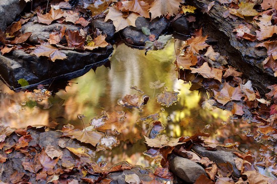 Boulder;Foliage;Geological;Geology;Leaf;Leafy;Leaves;Reflection;Reflections;Rock;Rock formations;Rocks;Stone;Striation;Vein