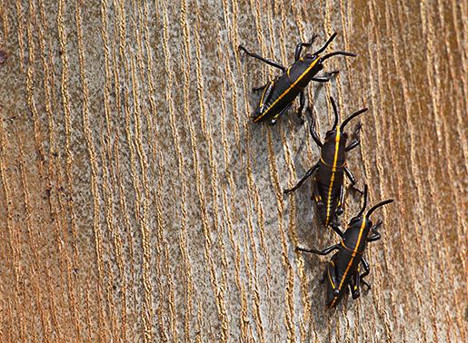 Everglades;National Parks;Abstract;Trees;Tree;Plants;Insects;Insect;Florida;Bug;entymology;Abstractions;Patterns;Shapes;Textures