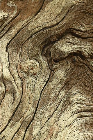 Everglades;National Parks;Florida;Nature;Abstract;Abstractions;Patterns;Shapes;Textures;Tree Trunk;Trees;Bush;Shrub;Herbaceous;Woodland;Branch;Branches;Leafy;Bark;Trunk;Plant