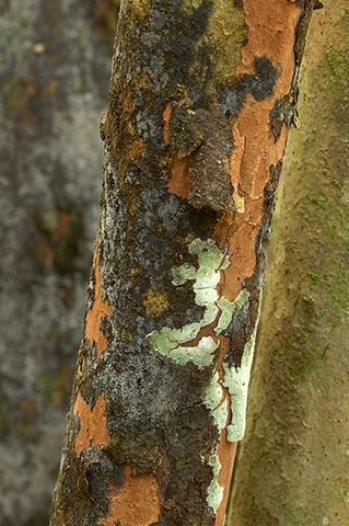 Abstract;Abstractions;Patterns;Shapes;Textures;Tree Trunk;Trees;Bush;Shrub;Herbaceous;Woodland;Branch;Branches;Leafy;Bark;Trunk;Plant