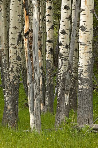 Trees;Abstract;Forest;Tree;Wyoming;Yellowstone;Yellowstone National Park;Abstractions;Patterns;Shapes;Textures;Tree Trunk;Bush;Shrub;Herbaceous;Woodland;Branch;Branches;Leafy;Bark;Trunk;Plant;Leaves;Leaf;Plants;Woods;Outdoors;Nature;Natural