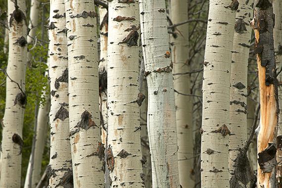 Trees;Abstract;Forest;Tree;Wyoming;Yellowstone;Yellowstone National Park;Abstractions;Patterns;Shapes;Textures;Tree Trunk;Bush;Shrub;Herbaceous;Woodland;Branch;Branches;Leafy;Bark;Trunk;Plant;Leaves;Leaf;Plants;Woods;Outdoors;Nature;Natural