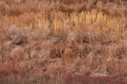 Abstract;Abstractions;botanical;botanicals;botany;Brown;Color;Fields;flora;Gold;Grass;greenery;herb;herbage;Patterns;plant;plants;Shapes;shrub;Tan;Textures;vegetation;Yellow