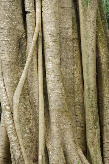 Abstract;Bark;Brazil;Brown;Countries;Herbaceous;Pantanal;Patterns;Plant;Tan;Textures;Tree;Tree Trunk;Trees;Trunk
