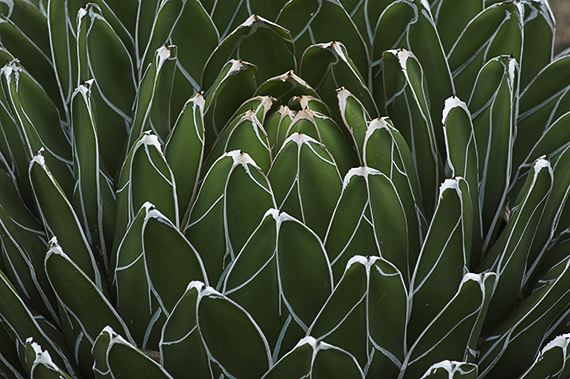 Abstract;Cactus;Abstractions;Patterns;Shapes;Textures;Desert;Dry