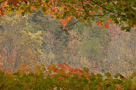 Leaf;Leaves;Abstract;Colors;Fall Scenes;Fall;Nature;Tennessee;Reflections;Pool of Water;Plants;Cumberland Plateau;Big South Fork National Recreat
