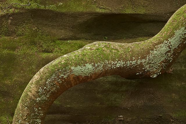 Nature;Tennessee;Rock Formations;Rocks;Trees;Tree;Abstract