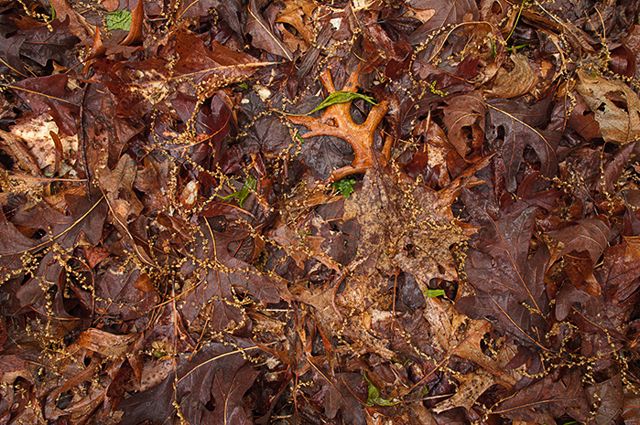 Cumberland Plateau;Canyon;Cliff;Bluff;Rock Face;Rock Formations;Sheer;Steep;Forest;Trees;Leaves;Leaf;Plants;Woods;Bark;Outdoors;Nature;Natural;Woodland;Colorful;Botanical;Vegetation;Foliage;Tennesee