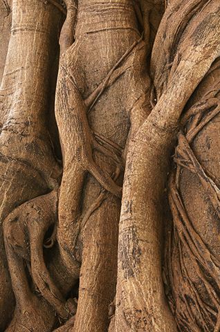 Abstract;Abstractions;Patterns;Shapes;Forest;Trees;Leaves;Leaf;Plants;Woods;Bark;Outdoors;Nature;Natural;Woodland