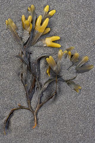 Abstract;Abstractions;Ocean;Beach;Waves;Shore;Shoreline;Sand;Wet;Water;Sandy;Sea