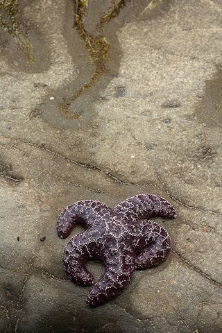 Abstract;Abstractions;Patterns;Shapes;Ocean;Beach;Waves;Shore;Shoreline;Sand;Wet;Water;Sandy;Sea;Starfish;Fish