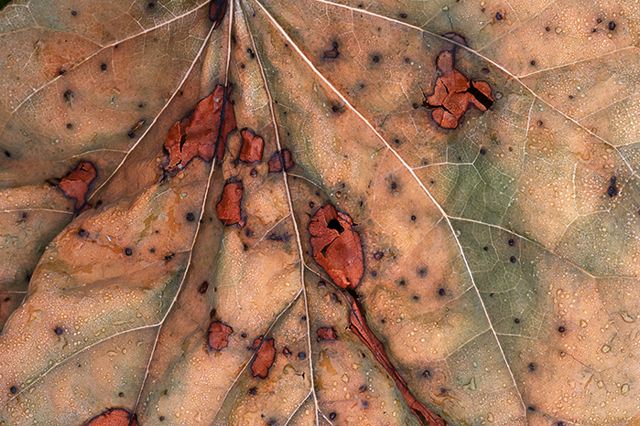 Plants;Botanical;Leaf;Leaves;Vegetation;Foliage;Veins;Compound;Leaflet;Abstract;Abstractions;Patterns;Shapes;Textures