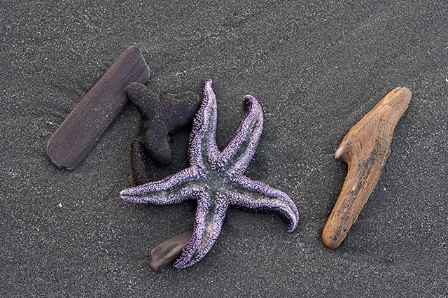 Ocean;Beach;Waves;Shore;Shoreline;Sand;Wet;Water;Sandy;Sea;Starfish;Abstract;Abstractions;Patterns;Shapes