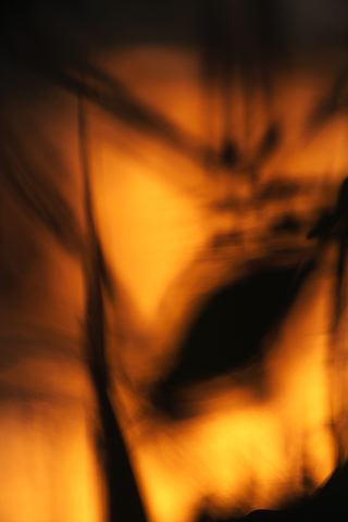 Plants;Botanical;Leaf;Leaves;Vegetation;Foliage;Veins;Compound;Leaflet;Tennessee