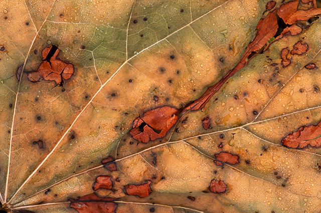 Plants;Botanical;Leaf;Leaves;Vegetation;Foliage;Veins;Compound;Leaflet;Abstract;Abstractions;Patterns;Shapes;Textures