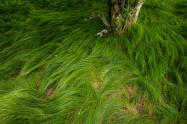 Forest;Trees;Leaves;Leaf;Plants;Woods;Bark;Outdoors;Nature;Natural;Woodland;Grass;Abstract;Abstractions;Patterns;Shapes;Textures
