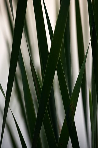 Sunset;Dusk;Twilight;evening;Nightfall;Sundown;Abstract;Abstractions;Patterns;Shapes;Textures;Plants;Soft;Blur