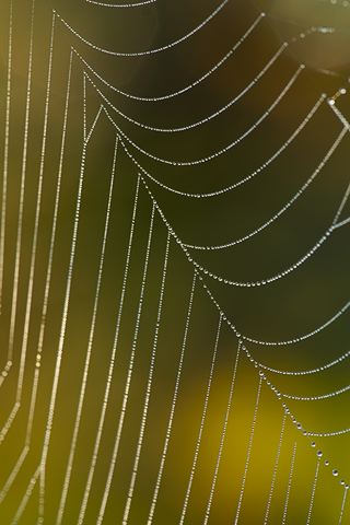 Dew;Details;Water;Abstract;Reflections;Drop;Moisture;Droplet;Morning;Bead;Dewey;Insects;Bug;entymology;Wings;Spider;Web;Spider Web;Arachnid