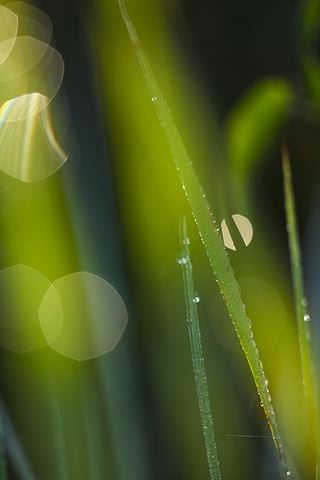Plants;Foliage;Vegetation;Botanicals;Botany;Herbaceous;Herb;Greenery;Flora;Herbage;Dew;Details;Water;Abstract;Reflections;Drop;Moisture;Droplet;Morning;Bead;Dewey;Grass