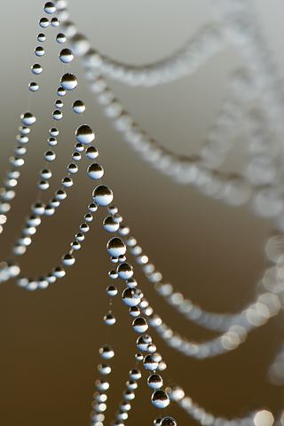Insects;Bug;entymology;Wings;Spider;Web;Spider Web;Arachnid;Dew;Details;Water;Abstract;Reflections;Drop;Moisture;Droplet;Morning;Bead;Dewey;Abstractions;Patterns;Shapes;Textures;Spiderweb