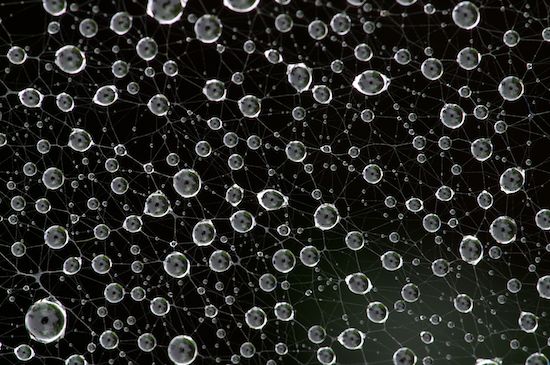 lacey;Reflections;Abstract;Patterns;Reflection;Shapes;early;lace;Damp;black & White;Droplet;Textures;delicate;modern;Water;b&w;Abstractions;Dew;monochromatic;intricate;Dewy;Wet;circular;Drop;Moisture;complex;morning;concepts & emotions