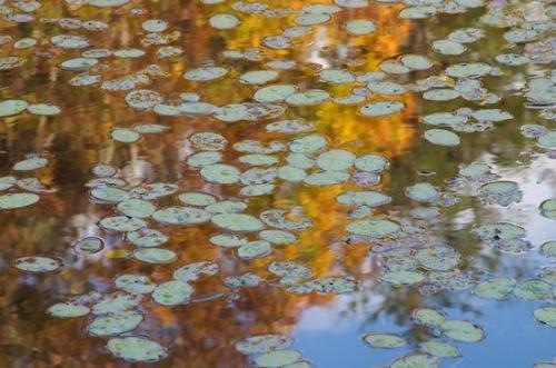 Oneida;Lily Pads;Shapes;plants;Reflections;Chaos;botany;Patterns;plant;Reflection;flora;Green;Tennessee;Water;botanical;botanicals;Abstract;vegetation;Big South Fork National Recreation Area;Rachel;Aqua;Abstractions