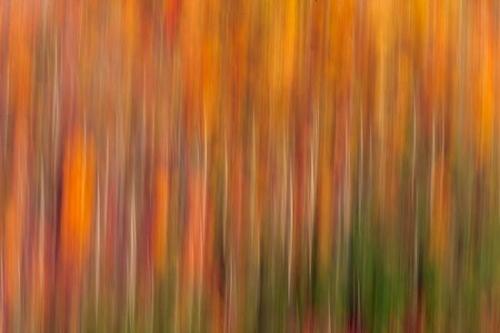 Abstraction;Kentucky;Abstract;Tan;Woodlands;Yellow;Kingdom Come State Park;Trees;Patterns;Benham;Brown;Forest;Red;Pine Mountain;Green;Gold;Tree;Abstracts;Textures;Orange
