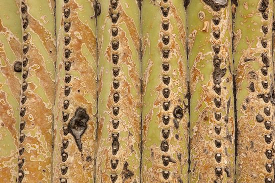 Textures;Cactus;Tan;Patterns;Brown;Green;Abstractions;Arizona;Shapes;Abstract