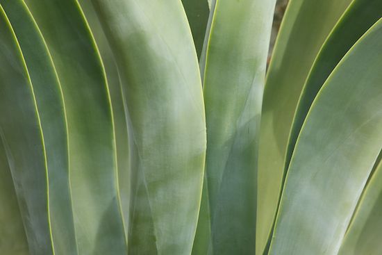 vegetation;Green;Shapes;botany;flora;shrub;plants;Cactus;Abstractions;Patterns;herbage;Abstract;botanicals;herb;Agave;Succulent;SUCCULENT;botanical;Textures;greenery;Arizona;plant;Cacti