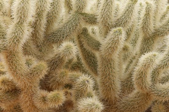 shrub;Abstractions;greenery;Cactus;Abstract;flora;plants;botanicals;Patterns;Arizona;herb;Saguaro National Park;botany;plant;botanical;Tan;Shapes;herbage;vegetation;Textures