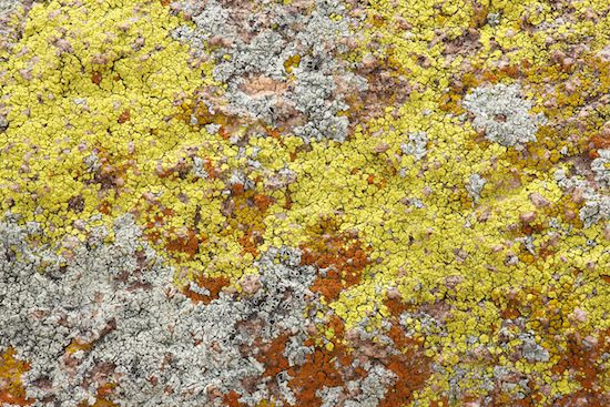 Green;Saguaro National Park;Abstractions;Arizona;Shapes;Rock;Gray;Lichen;Abstract;Textures;Brown;Boulder;Patterns;Yellow