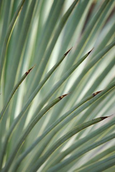 greenery;herbage;botany;botanicals;herb;Shapes;Abstractions;Patterns;Agave;plant;Cacti;shrub;Cactus;Aqua;plants;flora;botanical;Arizona;Textures;Succulent;vegetation;Green;Abstract;SUCCULENT