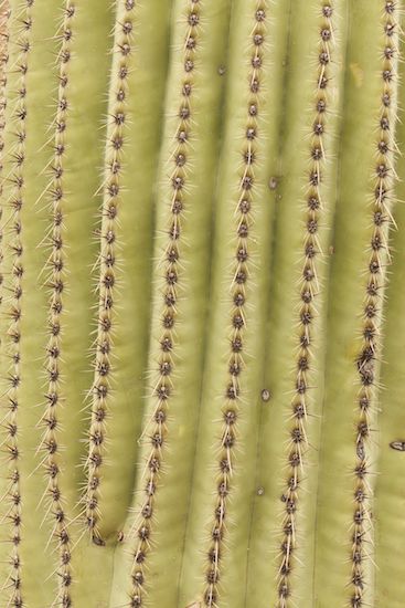 Cactus;Green;Abstract;Carnegiea gigantea;Desert;Abstractions;Arid;Patterns;Cacti;Plants;Dry;Saguaro;Shapes;Textures