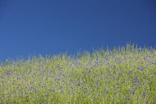 Grass;Sky;Flower;Blossoms;Blossom;Bloom;Green;Floweret;Flowers;Tennessee;Violet;Flowering;Blue;Floret