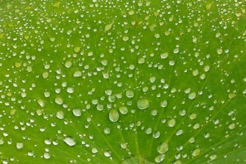 shapes;drop;Patterns;rain;Textures;dew drops;water;droplet;Water Lotus;Green;Abstracts;Abstract;Abstraction;drops