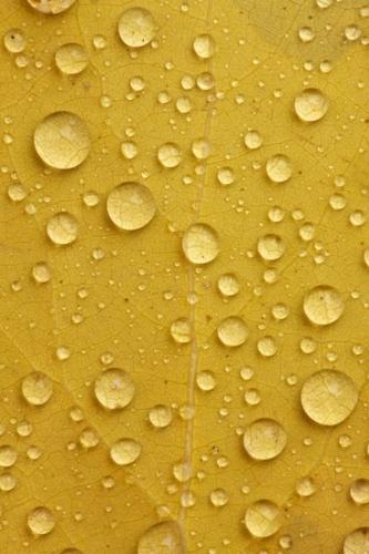 Fallen;drops;Abstracts;New Hampshire;Plant;droplet;Botany;dew drops;water;Ferns;Botanicals;Patterns;Fallen Leaves;Foliage;Plants;Yellow;Textures;Leaves;Vegetation;Abstraction;Leaf;Botanical;rain;Gold;New England;shapes;drop;Vein;Vertical