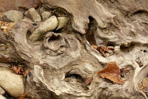 Pebble;Oneness;Tan;Leaf;Pebbles;Fallen Leaves;Abstract;Details;trunk;Abstracts;Textures;Twisted;shapes;Rock;Stones;Tennessee;Fall Color;close-up;Patterns;Autumn;Rocks;Stone;roots;zen;Wabi Sabi;Fallen;Brown;Leaves;Orange;Fall;Big South Fork National Recreation Area;Abstraction;log