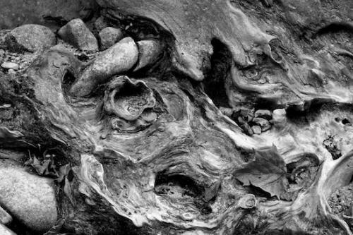 Abstract;Oneness;Rock;close-up;Leaf;log;Pebble;Leaves;Tennessee;roots;Stones;Details;Abstraction;zen;Fall;Autumn;Black and White;Fallen;Fall Color;Pebbles;Fallen Leaves;Big South Fork National Recreation Area;Stone;Abstracts;Rocks;Textures;Patterns;Twisted;shapes;trunk;Wabi Sabi