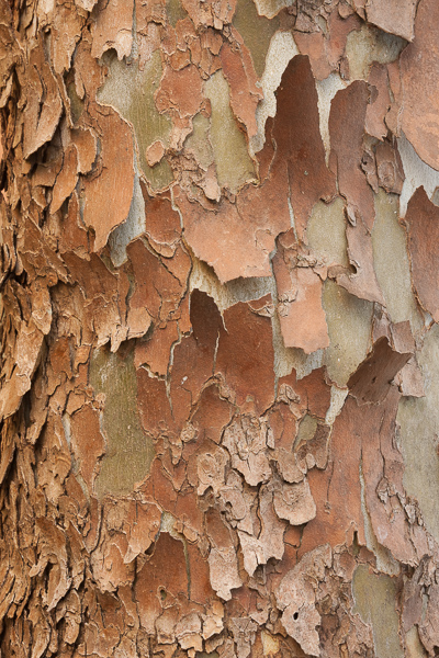 Abstract;Abstraction;Abstractions;Brown;Calm;Close-up;Healing;Health care;Healthcare;Line;Macro;Nature;Pastoral;Shape;Stock categories;Sycamore;Tan;Tree;Wabi Sabi;bark;contemporary art;modern art;oneness;pattern;peaceful;restful;serene;soothing;texture;tranquil;tree trunk;trunk;zen