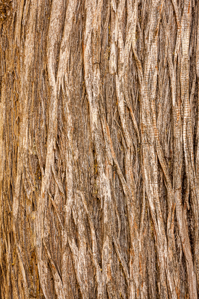 Abstract;Abstraction;Abstractions;Abstracts;Beige;Big Sur;Brown;California;Close-up;Great Lakes;Leaf;Line;Michigan;Minimalism;Nature;Pastoral;Patterns;Shape;Stock categories;Tan;Textures;Tree;United States;Upper Peninsular;Wabi Sabi;Warm Colors;Warm Palette;Warm Tones;bark;color;oneness;pattern;peaceful;plants;texture;tranquil;tree trunk;trunk