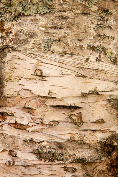 Abstract;Abstraction;Abstractions;Abstracts;Brown;Close-up;Great Lakes;Leaf;Lichen;Line;Macro;Michigan;Nature;Patterns;Stock categories;Tan;Textures;Tree;United States;Upper Peninsular;Wabi Sabi;White;bark;gray;green;pattern;plants;texture;trunk;zen