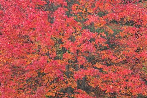 Abstract;Abstraction;Autumn;Branches;Fall;Foliage;Gold;Green;Leaf;Leaves;Maple;Maple tree;New England;Oneness;Orange;Pattern;Pennsylvania;Red;Texture;Tree;Trees;botanical;tree limbs;zen